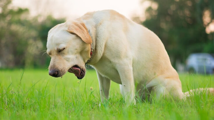 Dog coughing outside