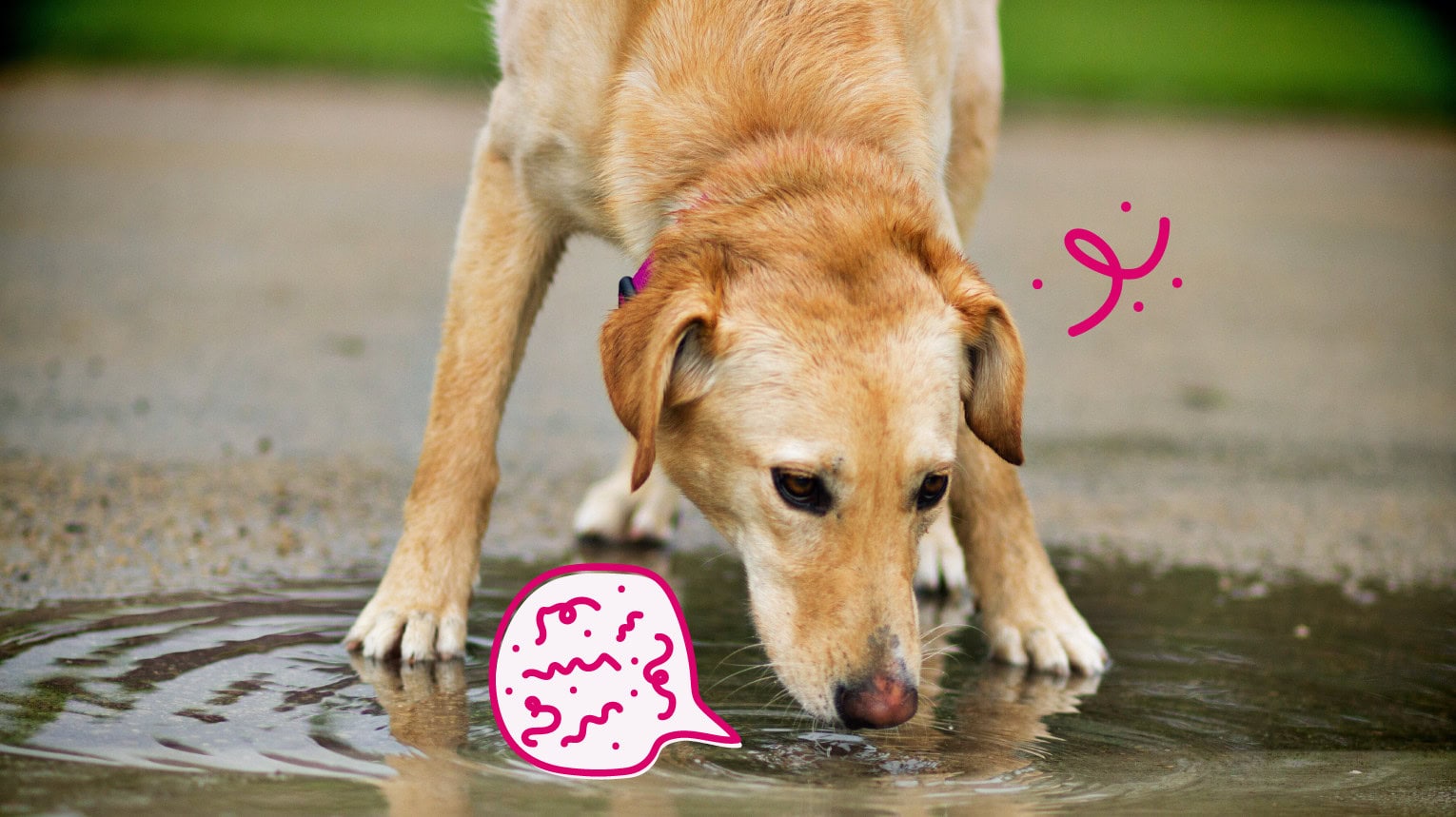 A dog drinking water that is contaminated with Leptospirosis bacteria.