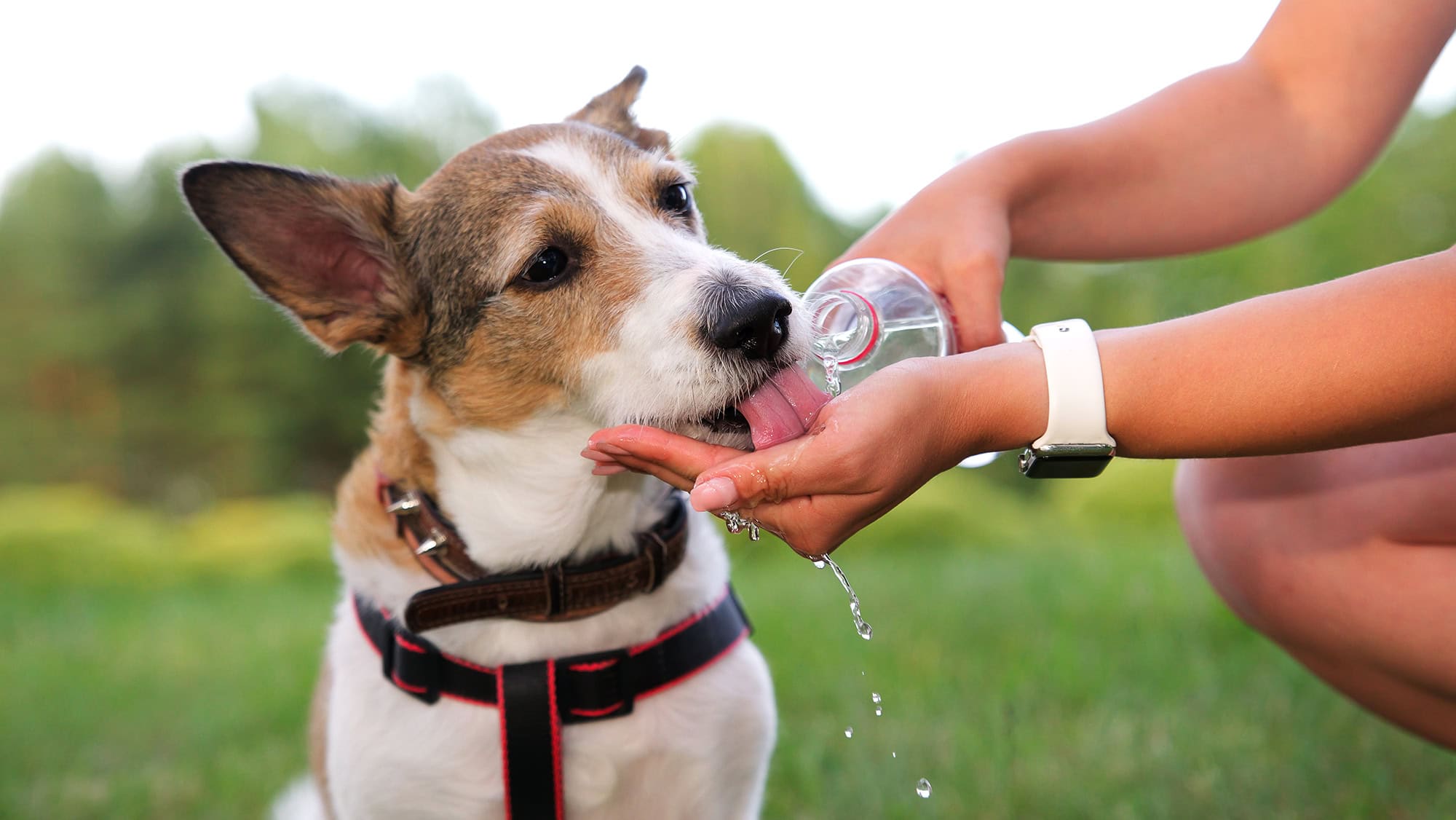 Dog drinking water from a bottle when its warm outside