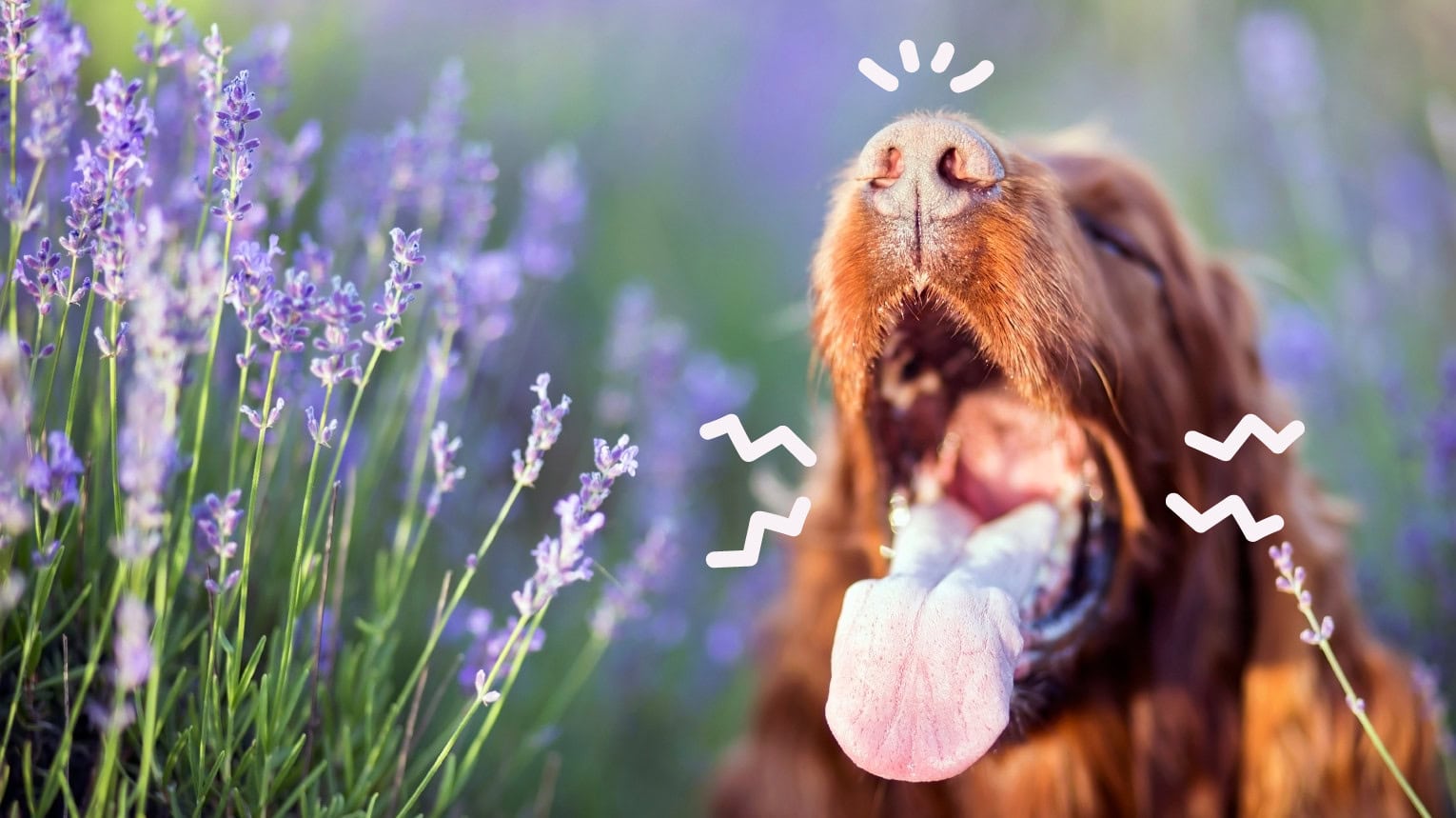 A dog with seasonal allergies sneezing in a field of flowers.