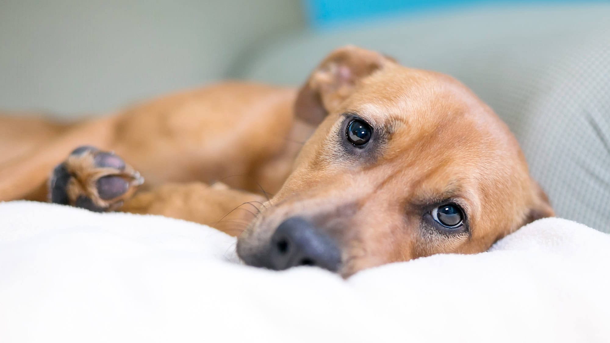 Dog looking sad laying down due to diarrhea