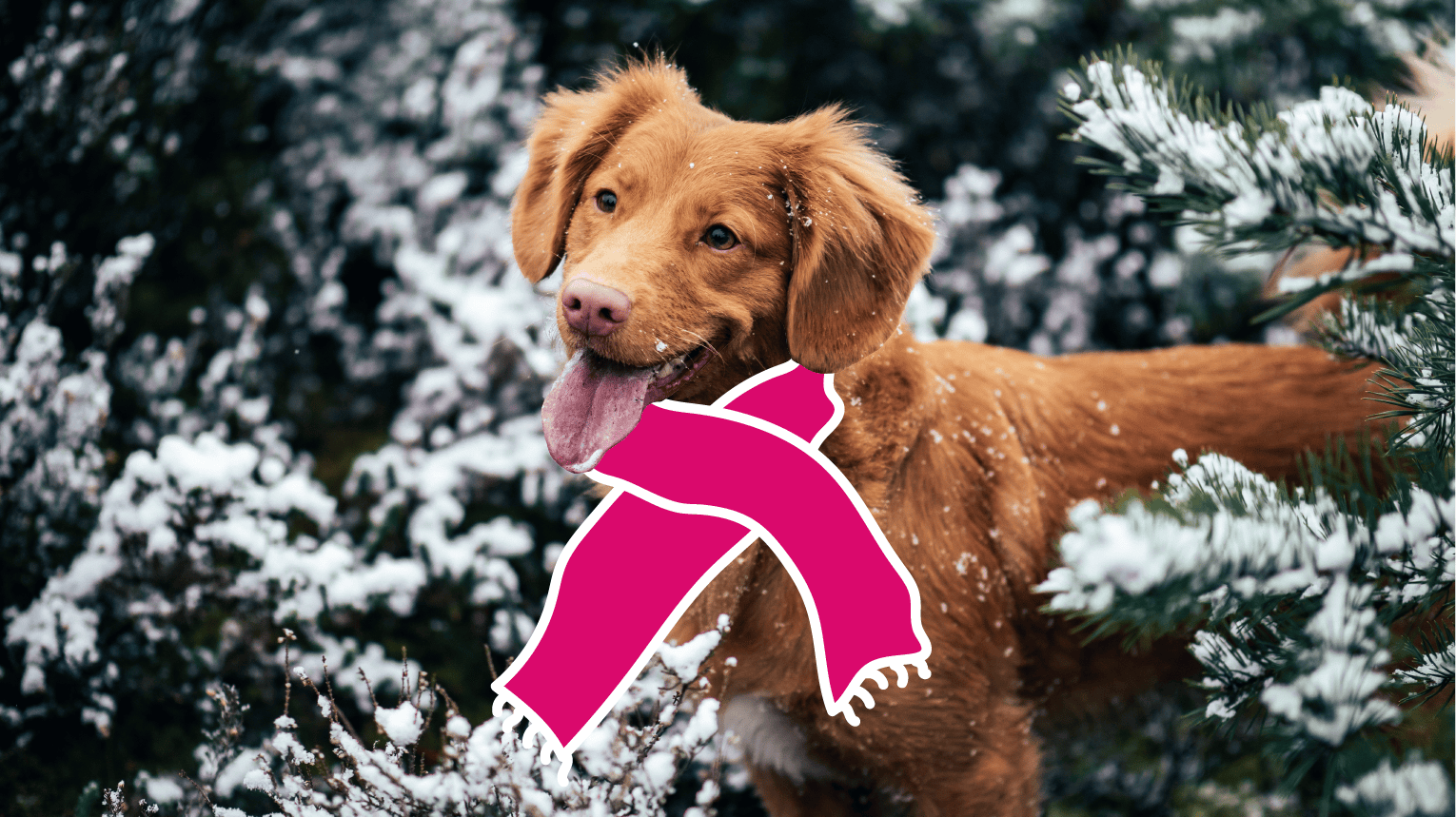 A dog outside during winter staying warm with a scarf