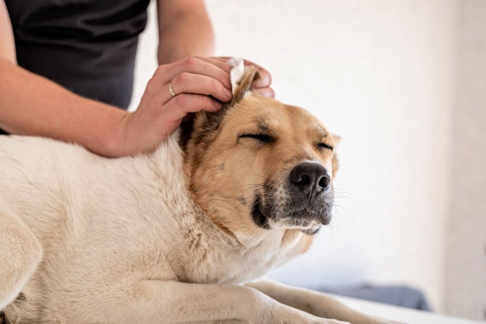 Dog receiving medication at home for an ear infection.