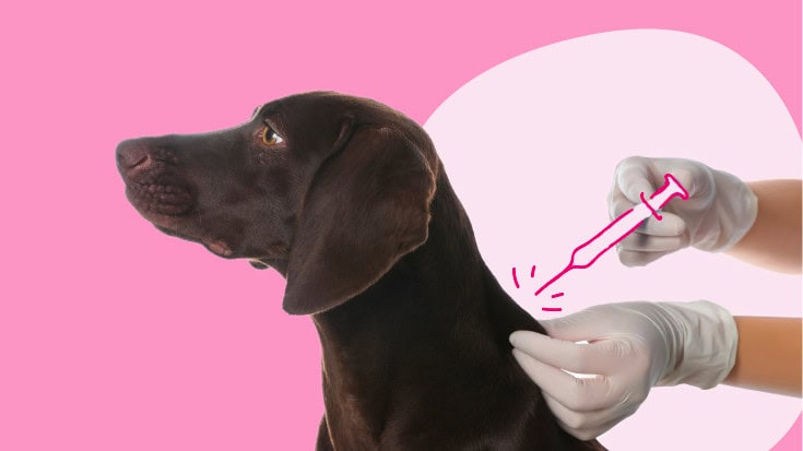 A dog receiving vaccinations from a veterinarian.