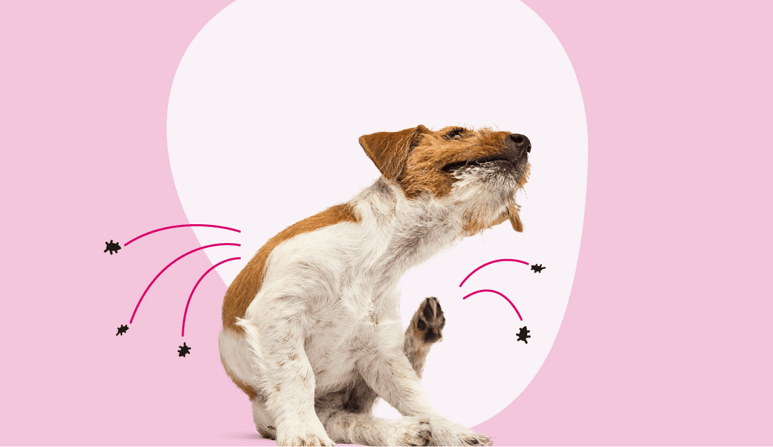 A dog scratching while fleas and ticks are jumping off body.