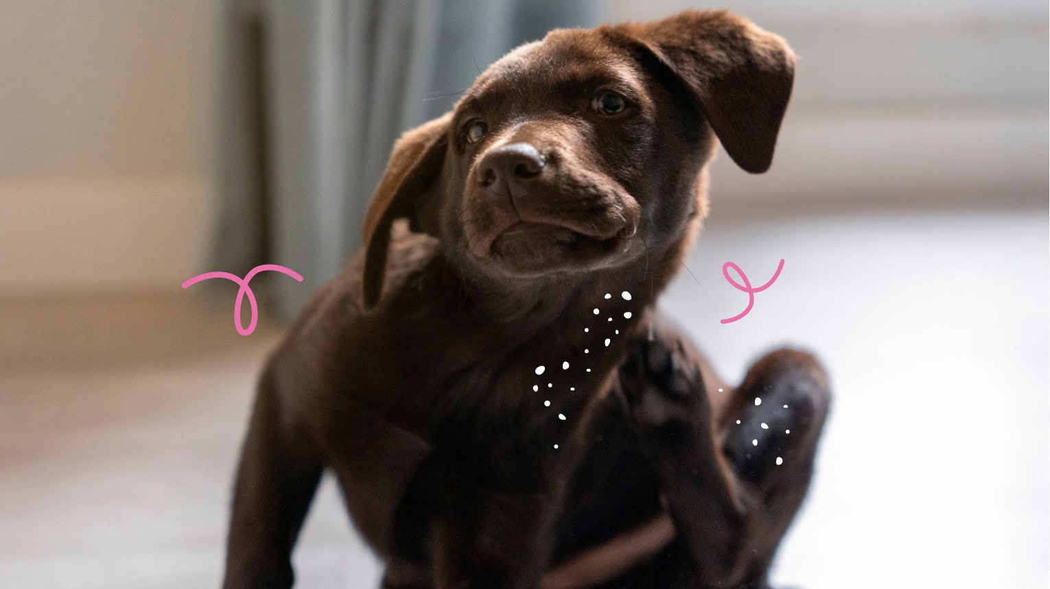 A dog with dandruff scratching its fur.