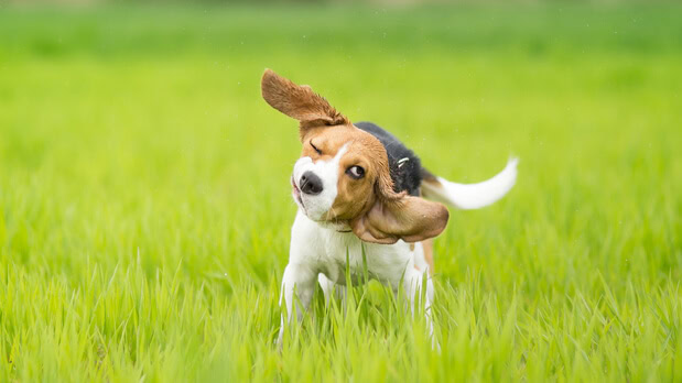 Dog shaking its head