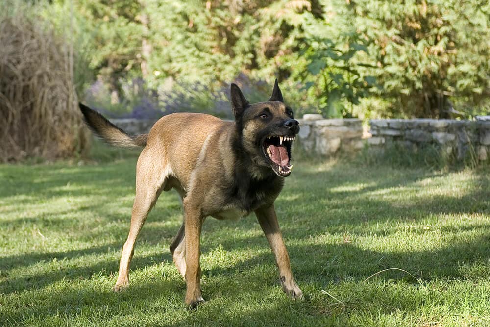 Dog showing aggressive behavior