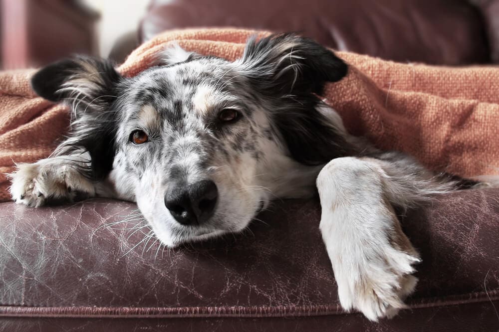 Dog sick with possible zoonotic diseases