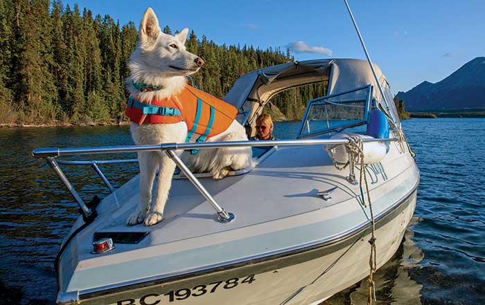 A dog wearing a life jacket on a boat in a lake.