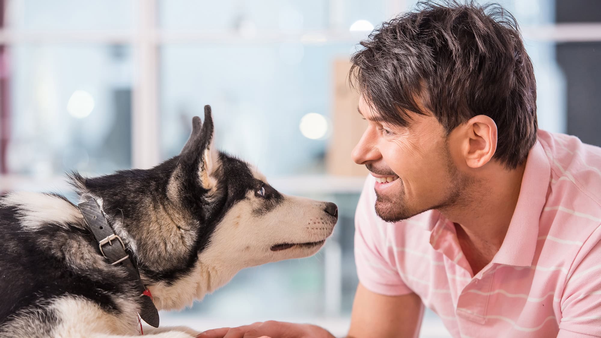 Dog staring at owners face