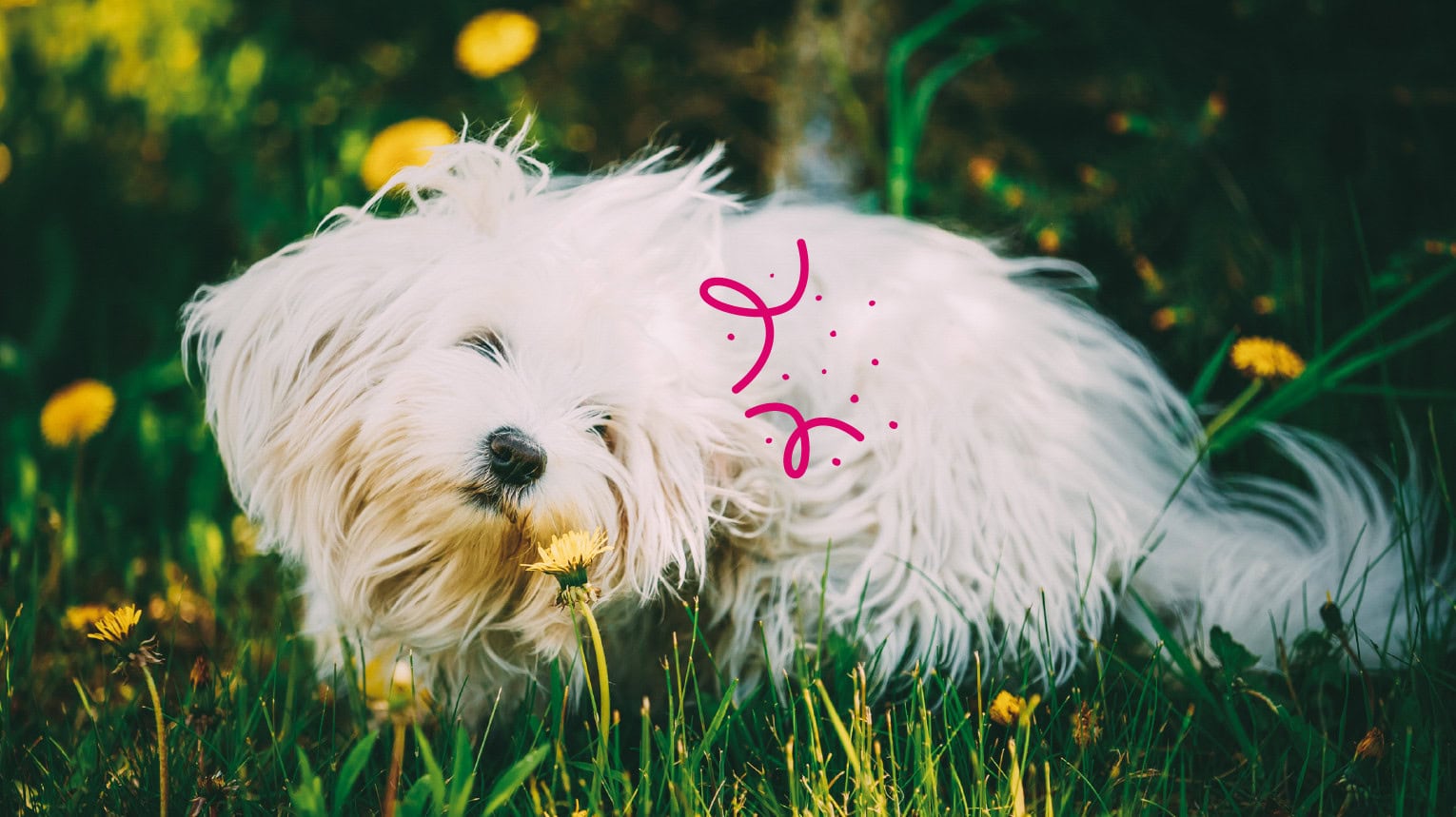 A dog with allergies interacting with potential allergens like pollen and grass.