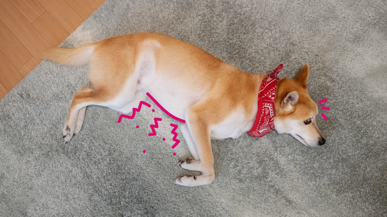 A dog laying on the floor experiencing stomach pain due to bloat