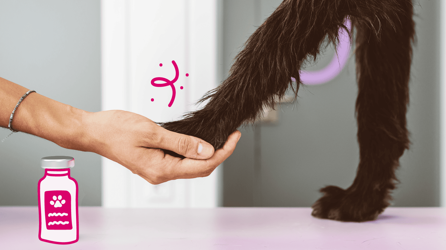 A dog experiencing osteoarthritis pain receiving a Librela injection.