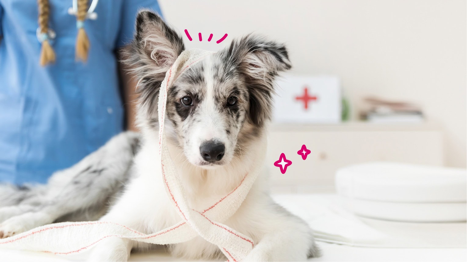 A dog wrapped in bandages while being examined by a veterinarian.