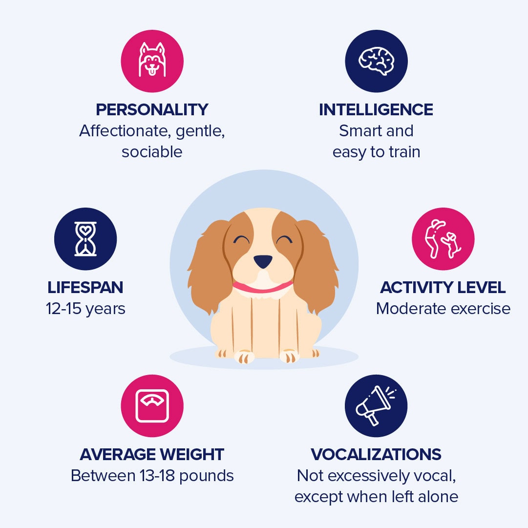 king-spaniel-infographic.jpg