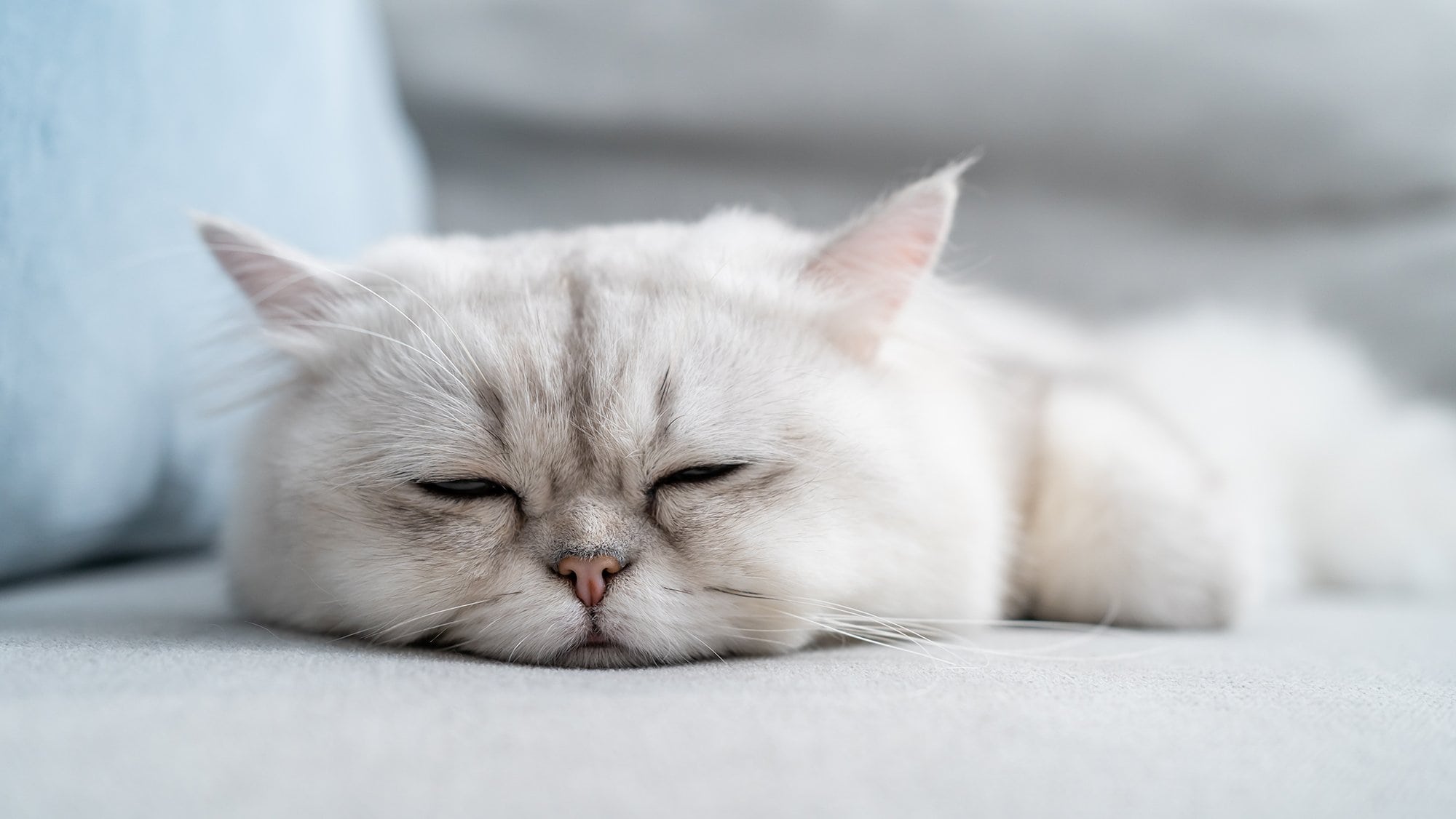 Lethargic white cat