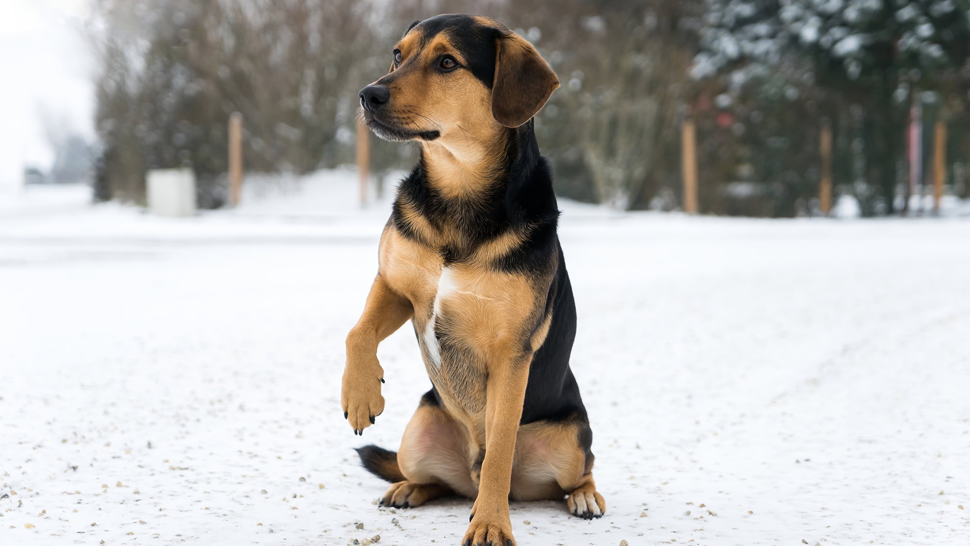 Limping dog in the snow