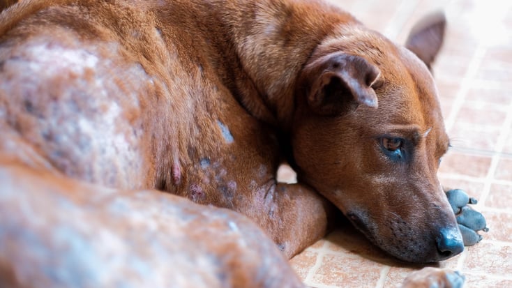 A dog with parasitic mange.