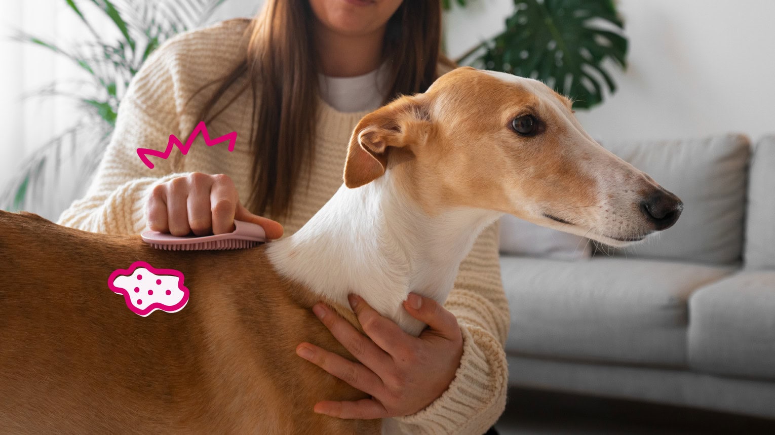 An owner brushing the coat of a pet with skin issues.