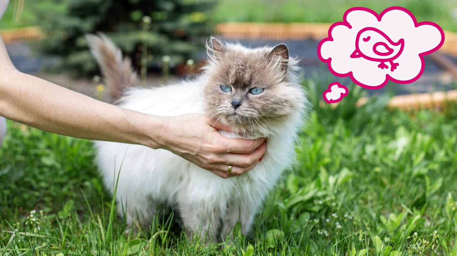 An owner caring for their outdoor cat in the backyard