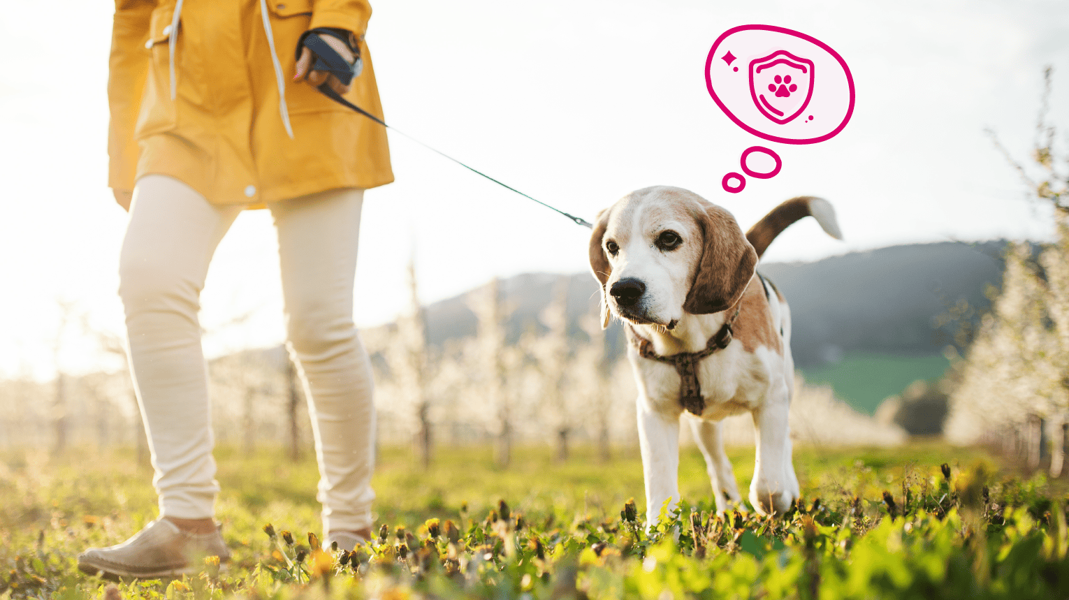 An owner walking their dog with a shield icon over their head signifying they are vaccinated and protected.