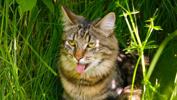 Panting cat