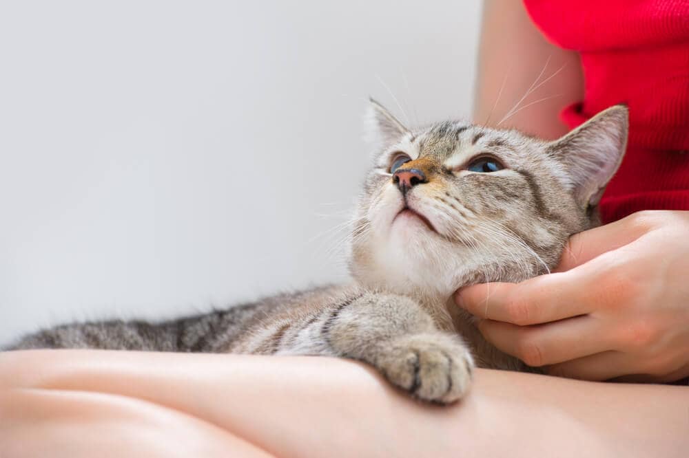 Person taking care of a cat