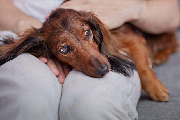 Person taking care of a dog