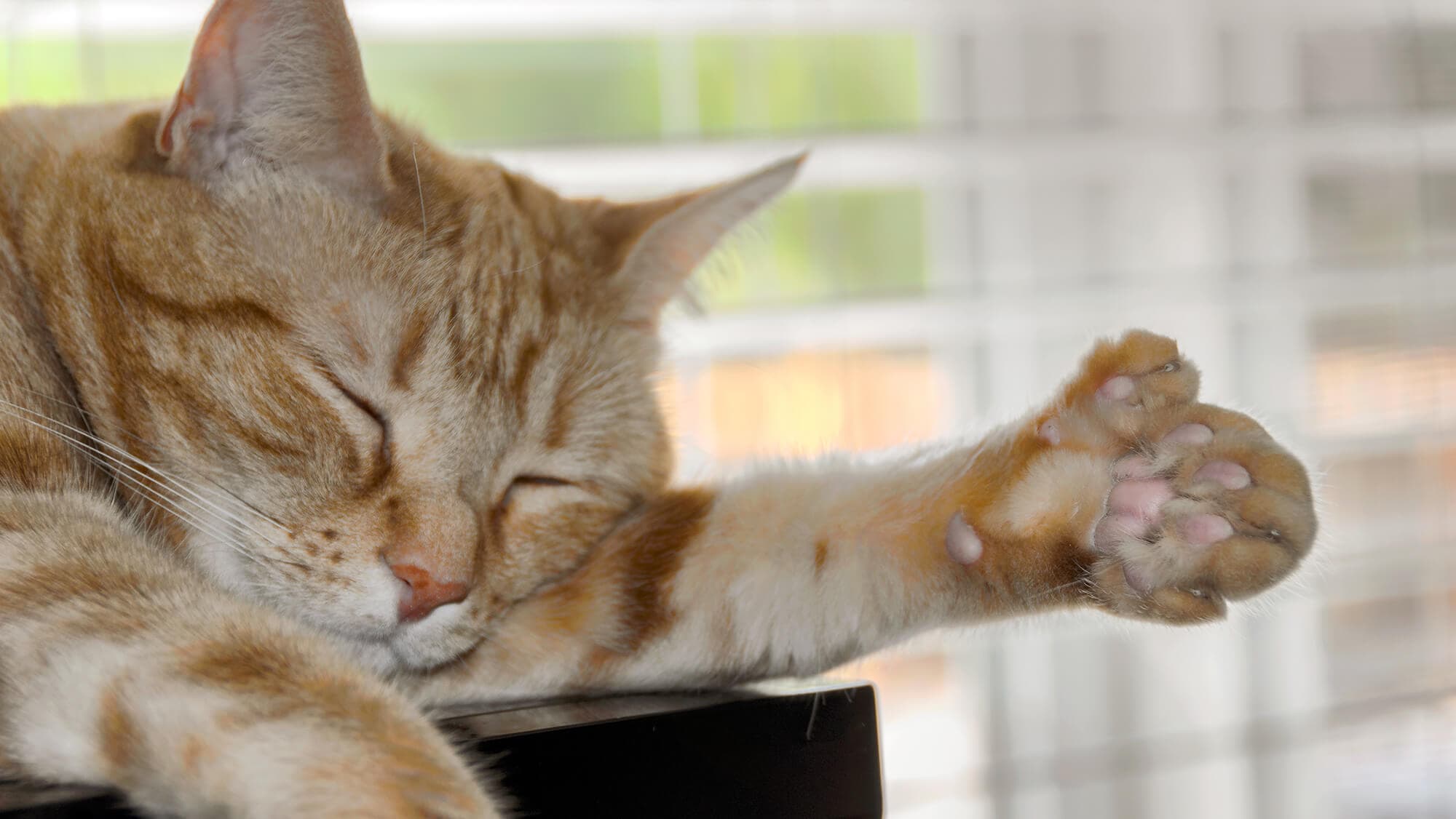 A Polydactyl Cat