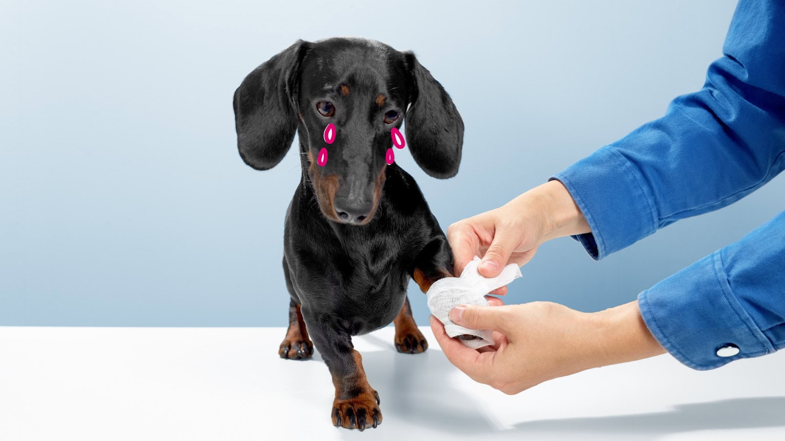 Dog with joint pain sad and being taken care of by a veterinarian.