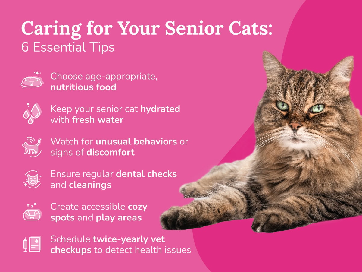 An infographic of 6 essential tips on caring for your senior cat.