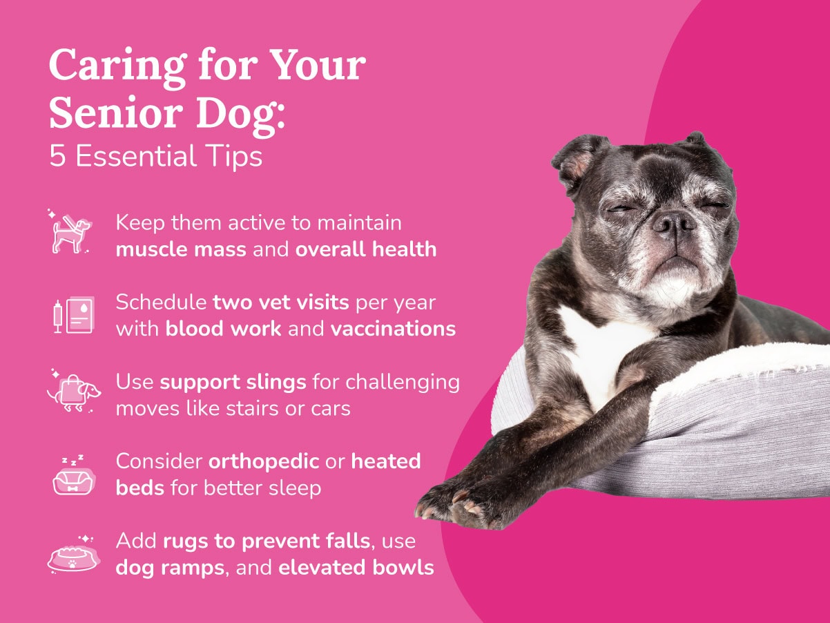 An infographic on essentials tips about caring for your senior dog.