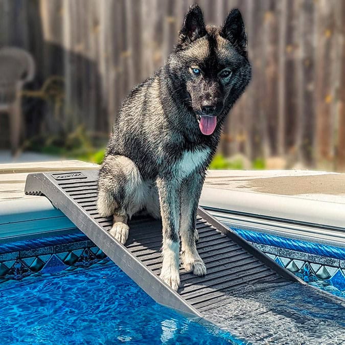 PetStep pool ramp for dogs