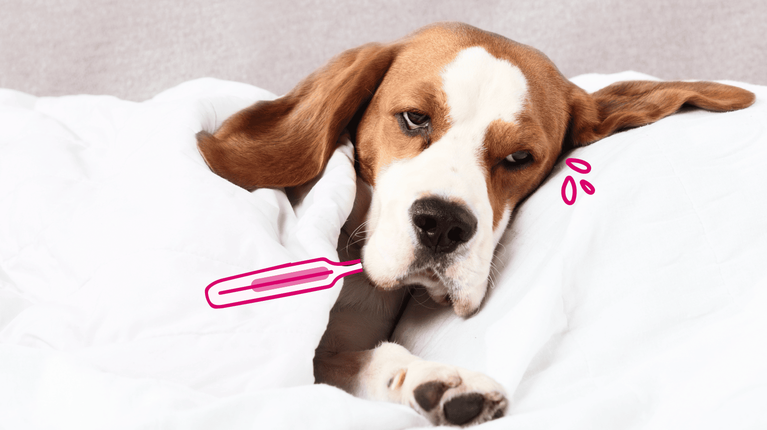 A sick dog laying on a bed with a thermometer in it's mouth