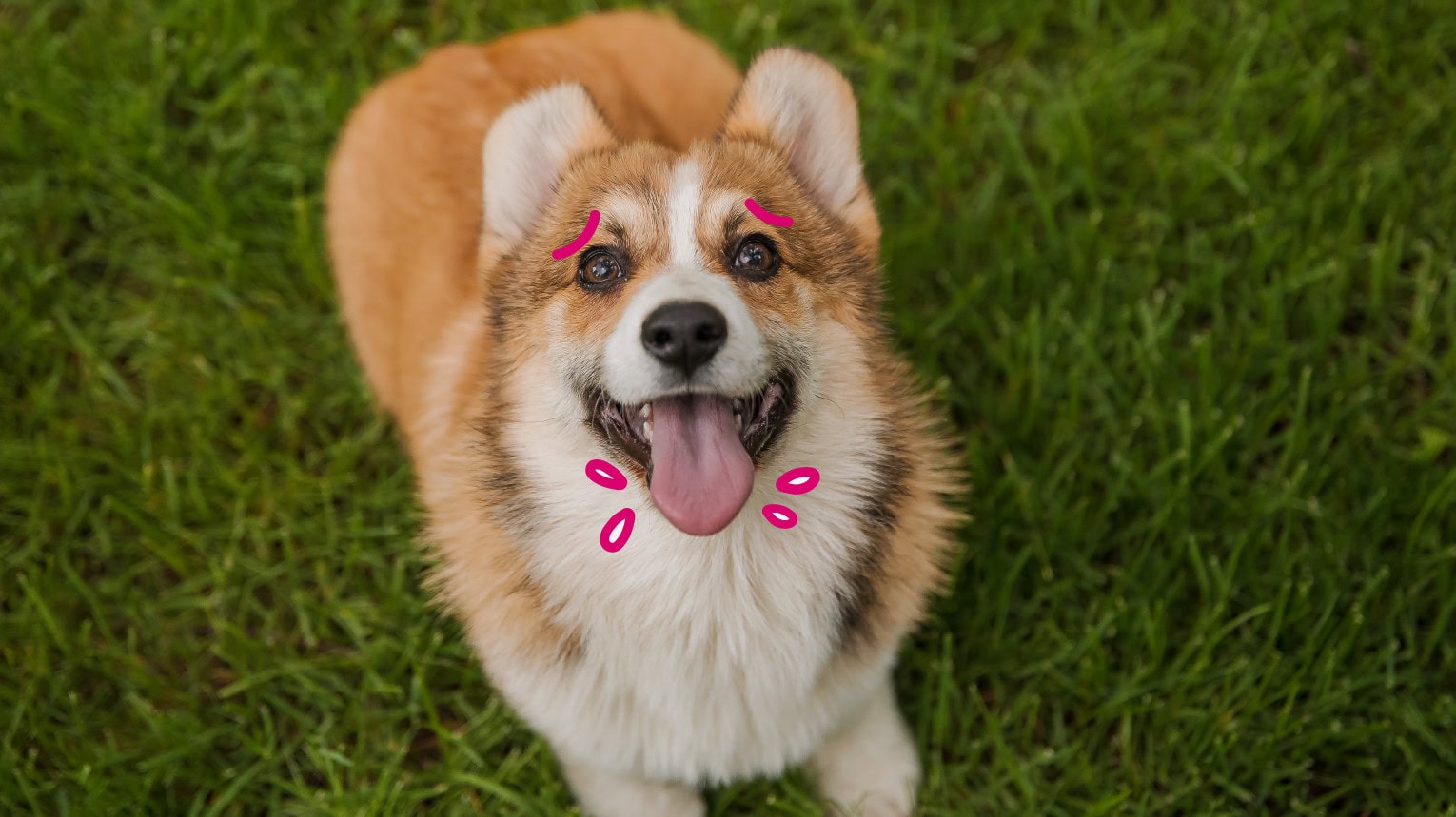 A dog in a grass field panting excessively.