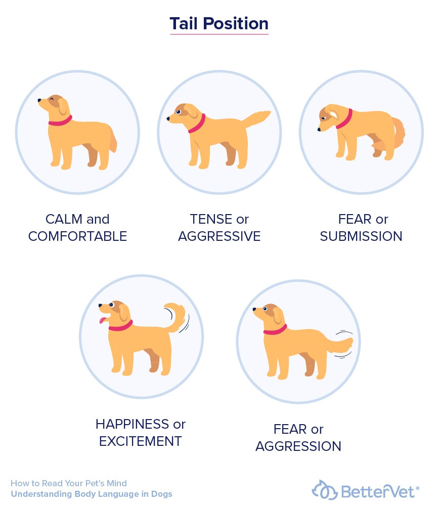 tail-position-infographic