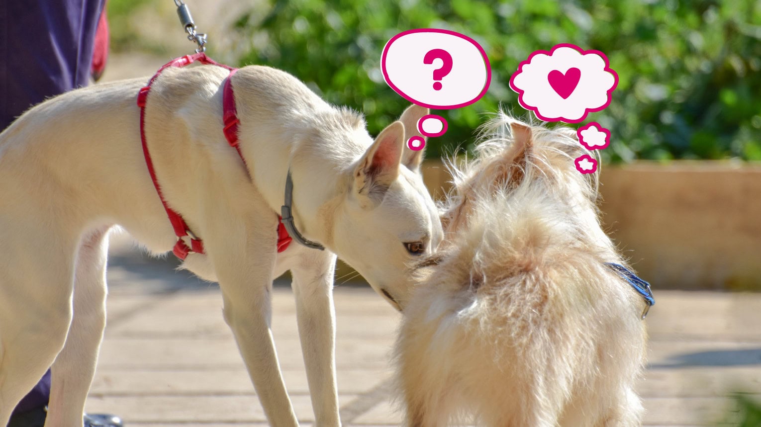 Two dogs being introduced to each other.