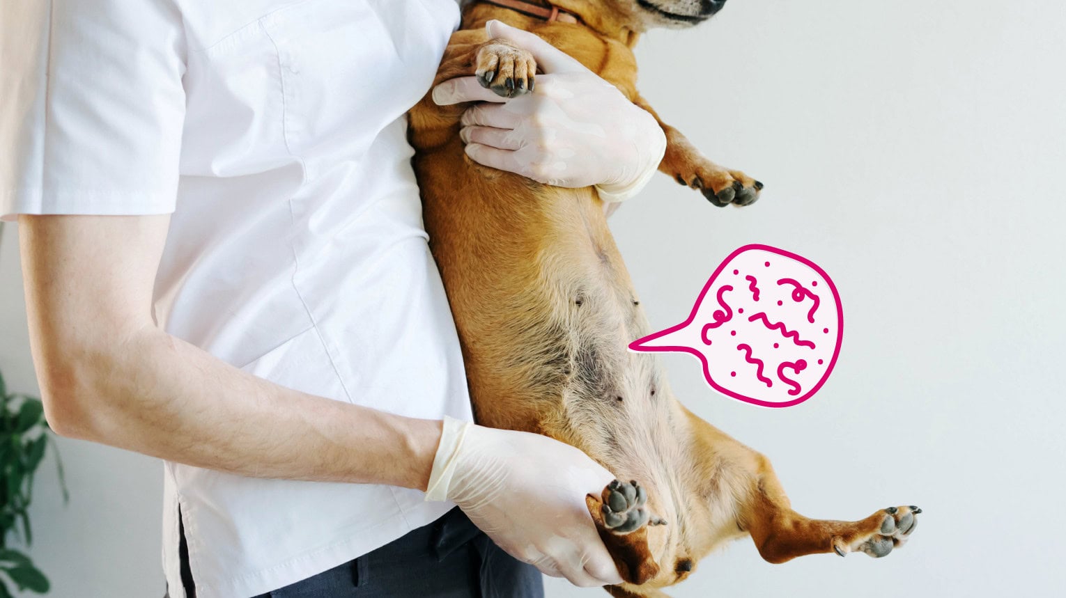 Veterinarian holding a dog that has internal parasites.