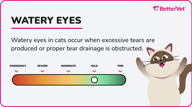 A symptom severity meter for watery eyes in cats.